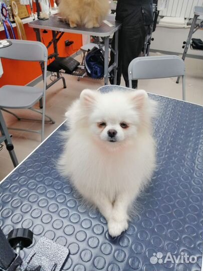 Грумер стрижка собак