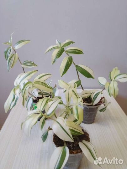 Традесканция жёлтый холм