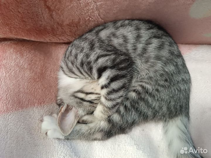 Котенок (девочка)