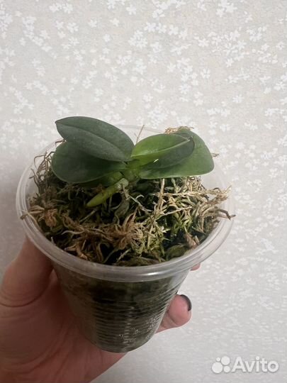 Phal.Lioulin grape (peloric-3 lips)