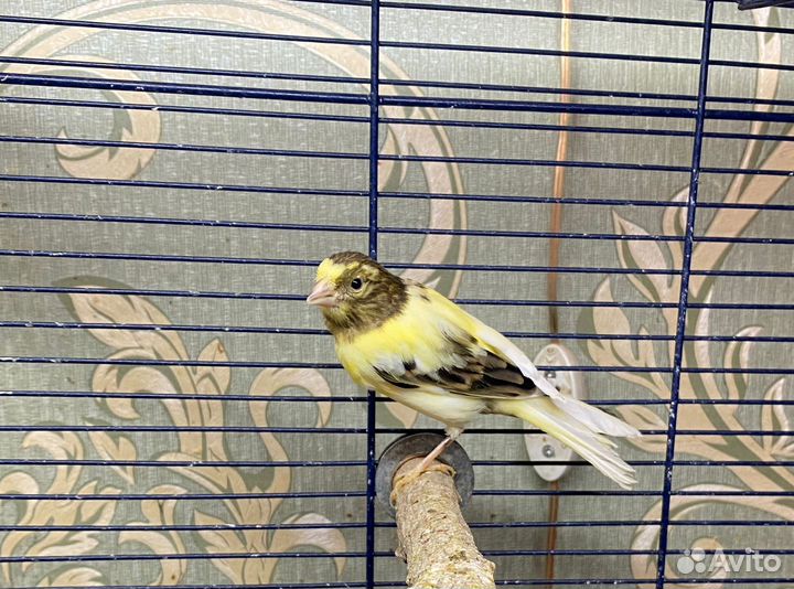 Кенарь молодой