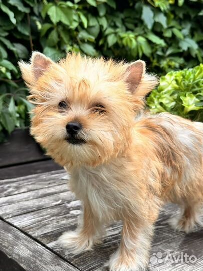 Голддаст йорк