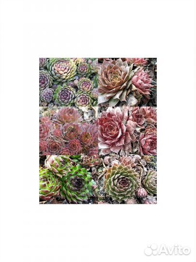 Молодило сортовые