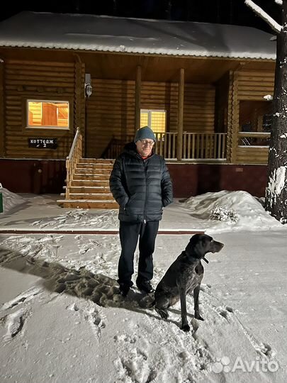 Щенки дратхаара