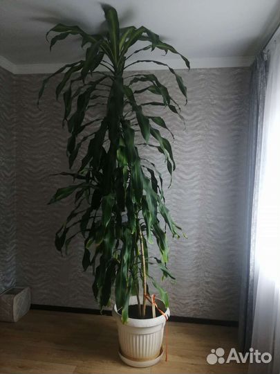 Пальма (Драцена)