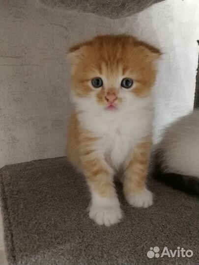 Шотландский котик