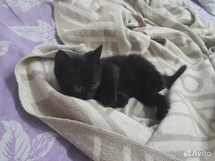 Котенок в добрые руки