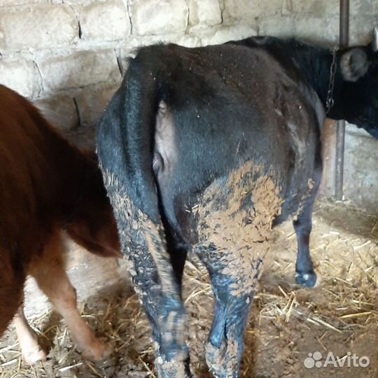 Телки.Возрост 1.2-1.4