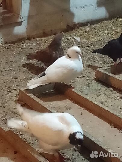 Николаевские голуби