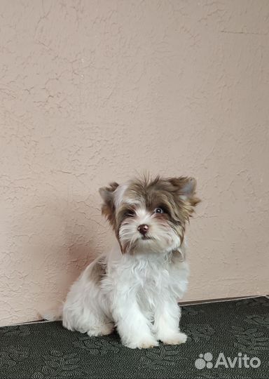 Девочка Цветного Йорка, мини