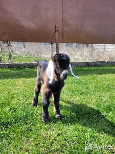 Козлята нубийские