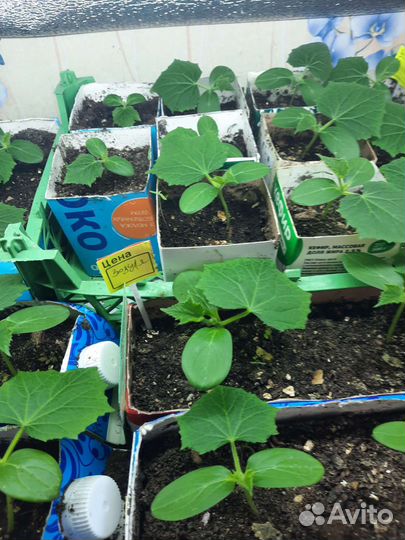 Рассада огурцов