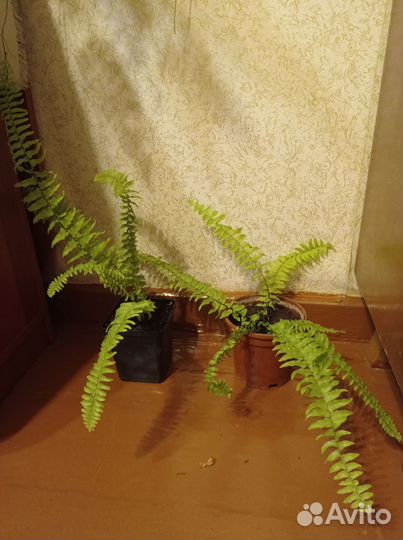 Папоротник нефролепис