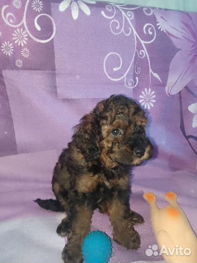 Карликовый пудель