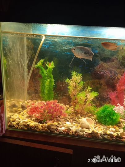 Аквариум с рыбками