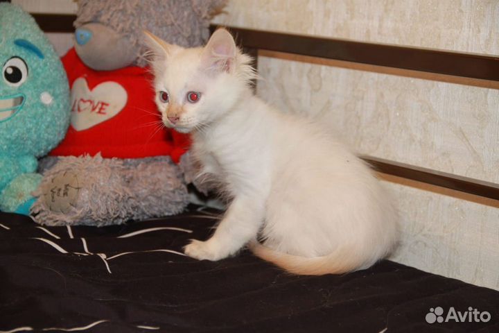 Котенок мальчик 2,5 месяца