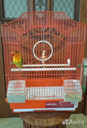 Попугай неразлучник с клеткой