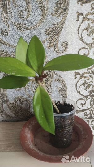 Хойя климсон