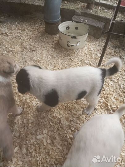 Щенки не чистокровные Среднеазиатская овчарка