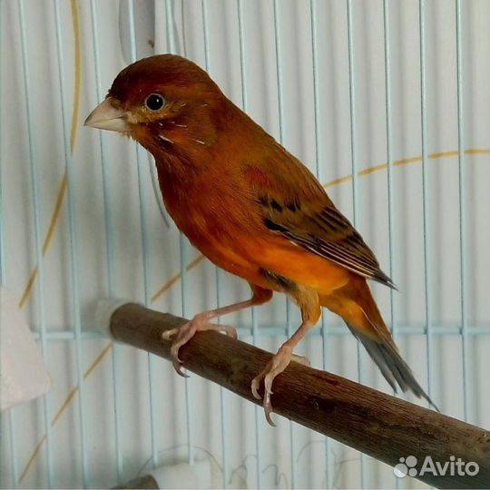 Передержка животных