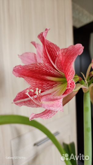 Гиппеаструм Ретикулактум