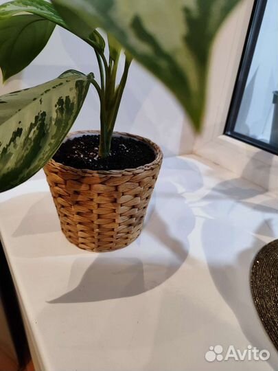 Аглоэнема Сильвер бей в горшке Икеа