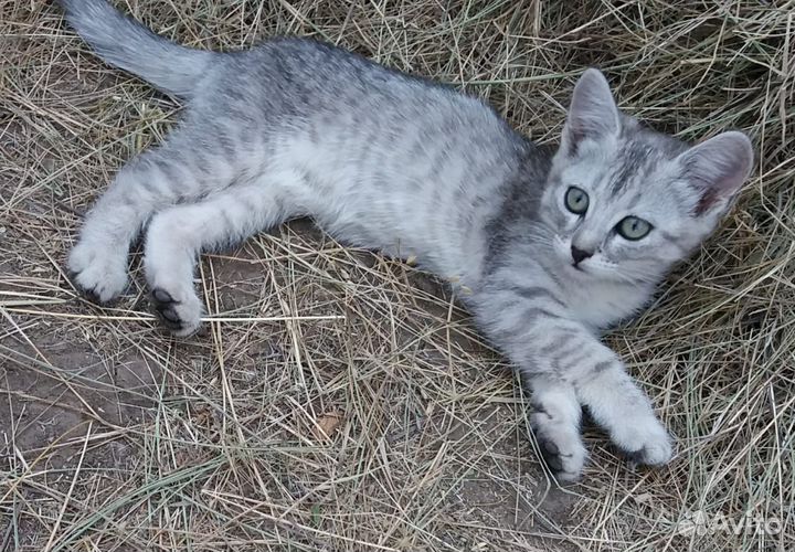 Отдам в добрые руки