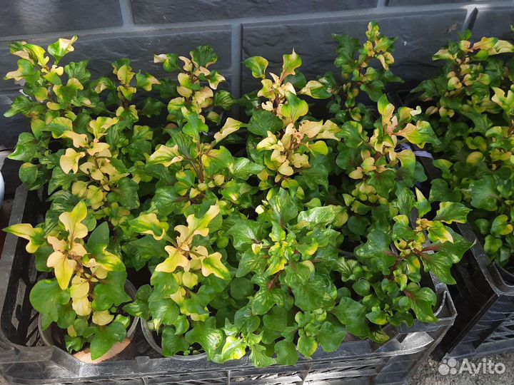 Альтернантера