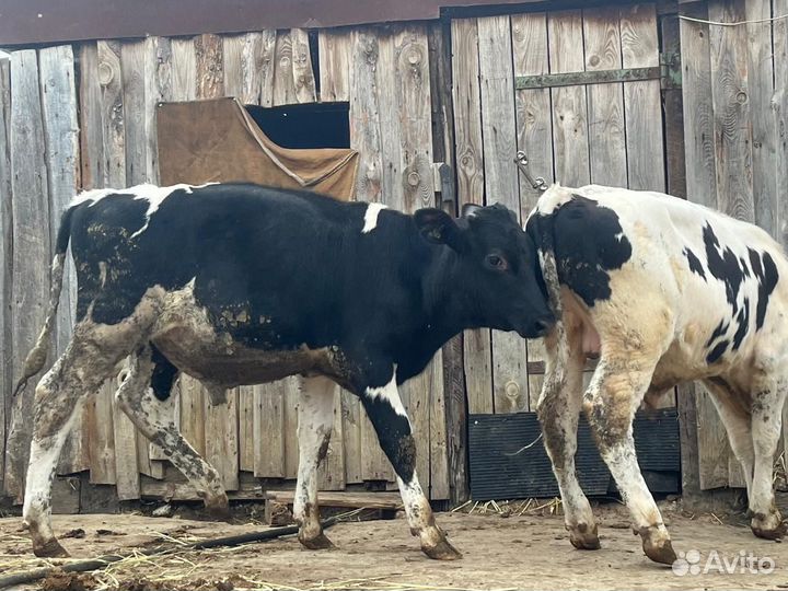 Бычки сементалки