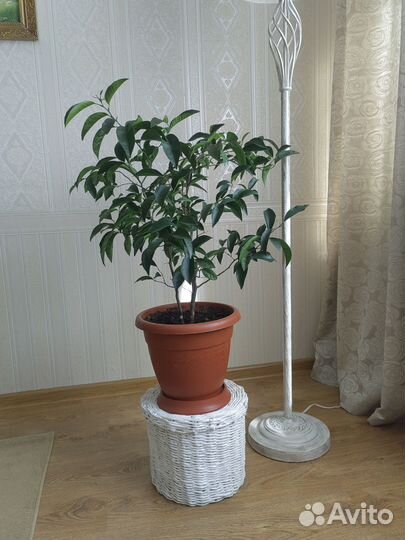 Лимон лимонное дерево