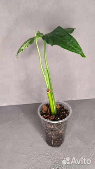 Сингониум Mottled