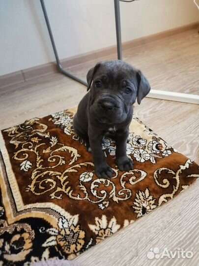 Щенки кане Корсо