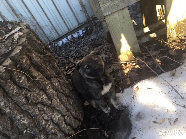 Щенок в добрые руки