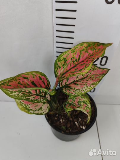 Аглаонема споттед стар