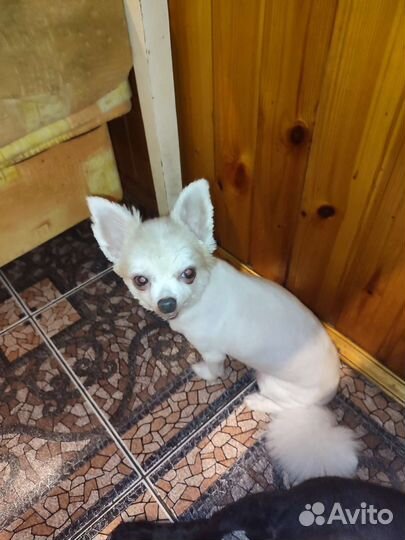 Собачка в добрые руки