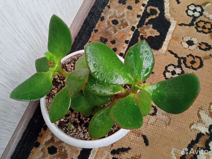 Денежное дерево