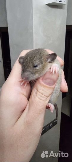 Крыса крысята дамбо рыжие фавн агути питомник