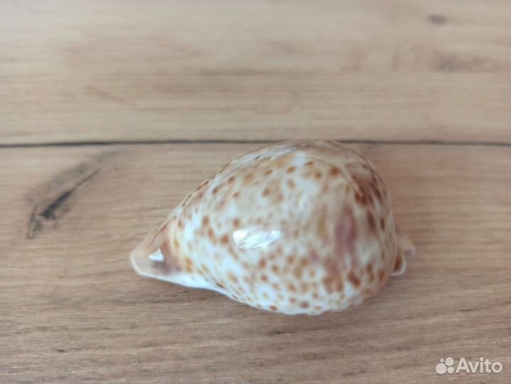 Морская раковина