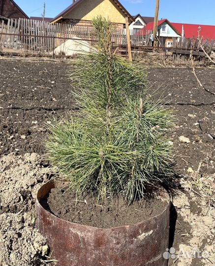 Саженец кедра