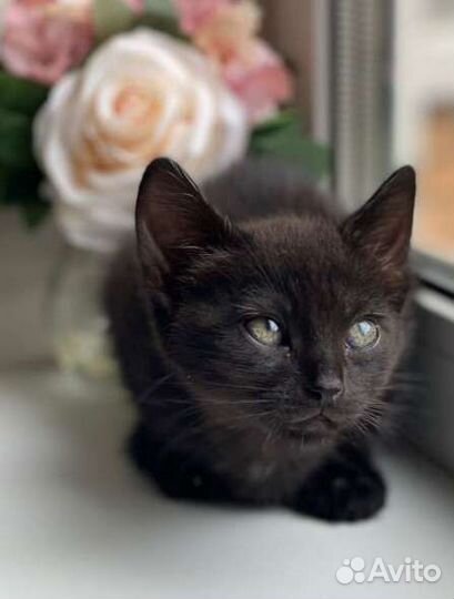 Милейший котенок