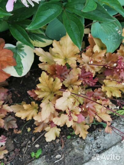 Лилейники, ивасильки, гейхеры