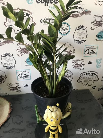 Замиокулькас