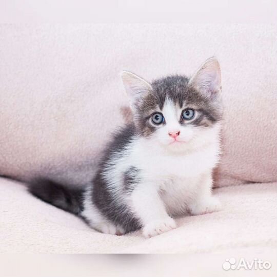 Котята разного окраса в добрые руки