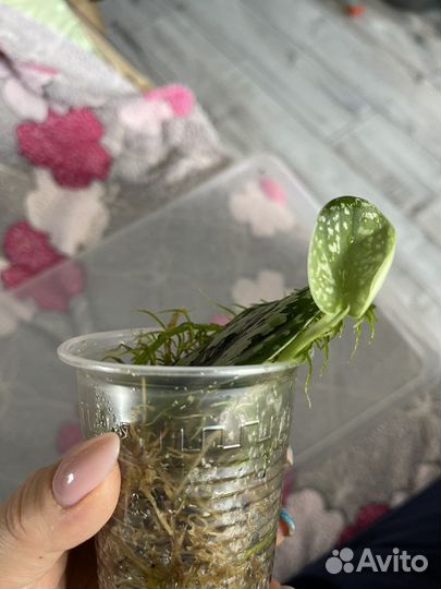 Сциндапсусы тайские