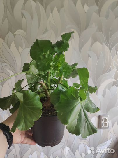 Пеларгония герань