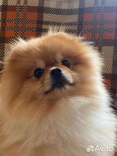 Мини шпиц вязка