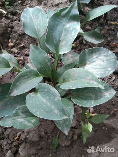 Хоста голубая мини