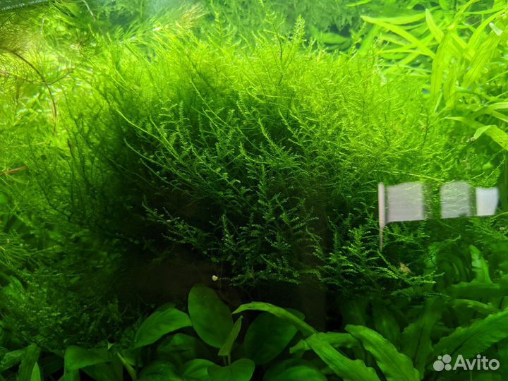 Роголистник