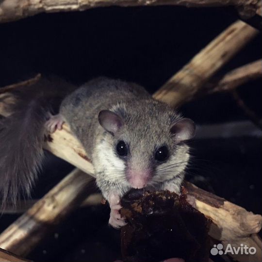 Африканские сони (африканская соня)