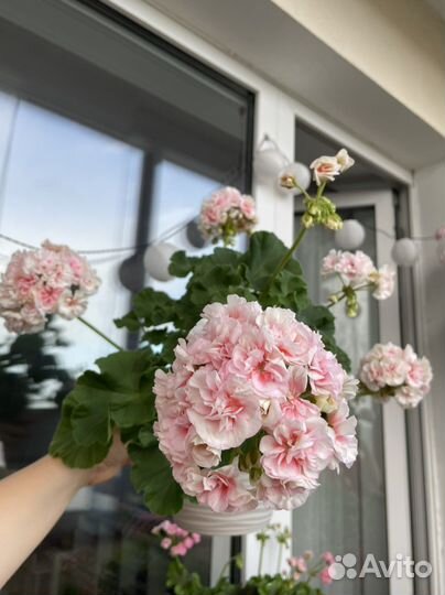 Пеларгония Ириол Eternite